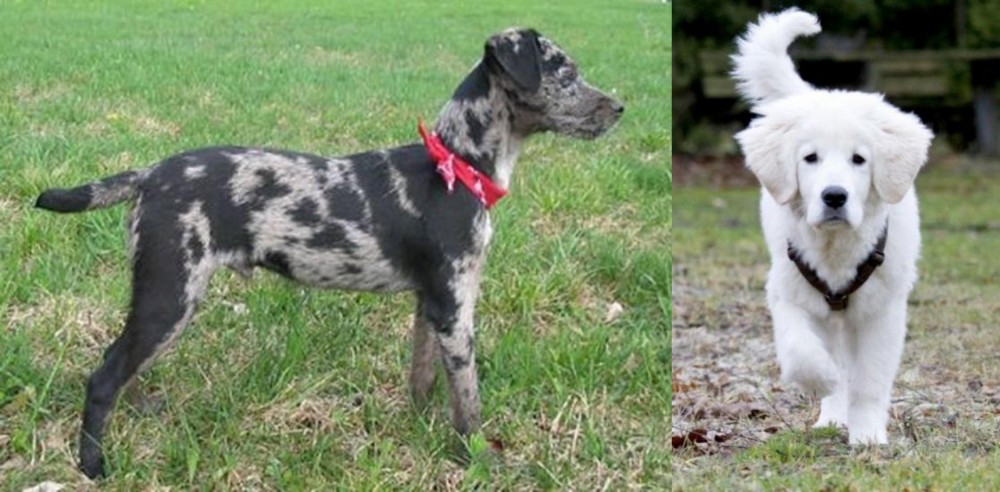 Polish Tatra Sheepdog vs Atlas Terrier - Breed Comparison