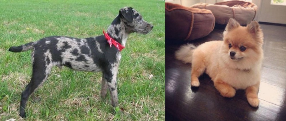 Pomeranian vs Atlas Terrier - Breed Comparison