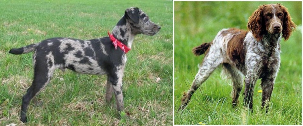 Pont-Audemer Spaniel vs Atlas Terrier - Breed Comparison