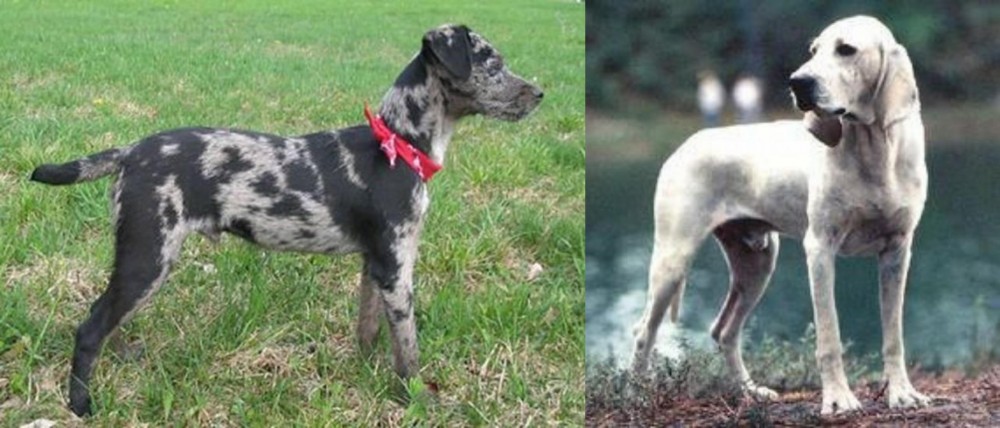 Porcelaine vs Atlas Terrier - Breed Comparison