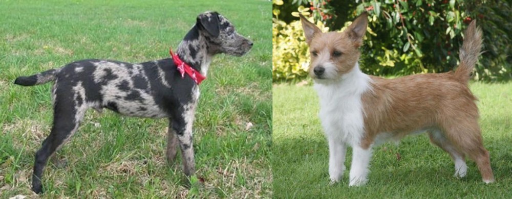Portuguese Podengo vs Atlas Terrier - Breed Comparison