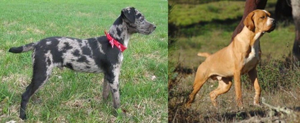 Portuguese Pointer vs Atlas Terrier - Breed Comparison
