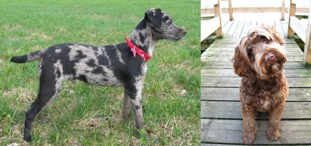 Portuguese Water Dog vs Atlas Terrier - Breed Comparison
