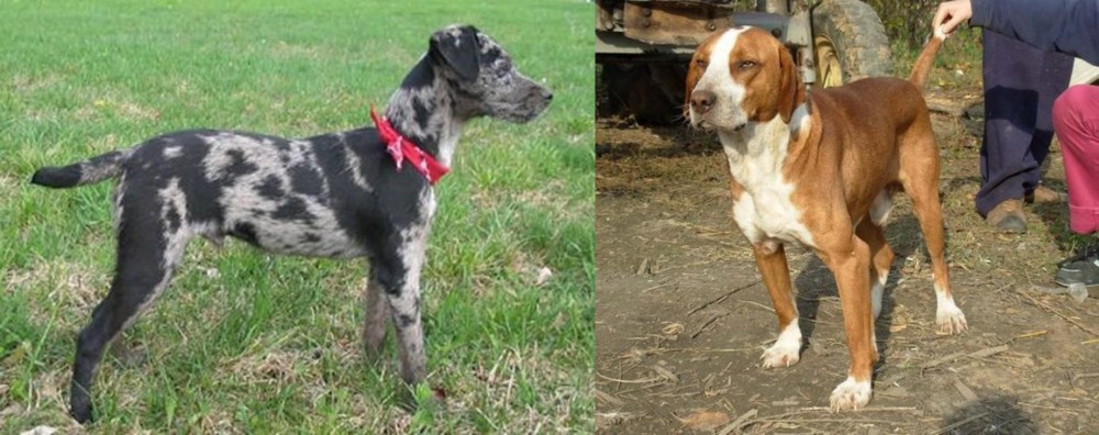 Posavac Hound vs Atlas Terrier - Breed Comparison
