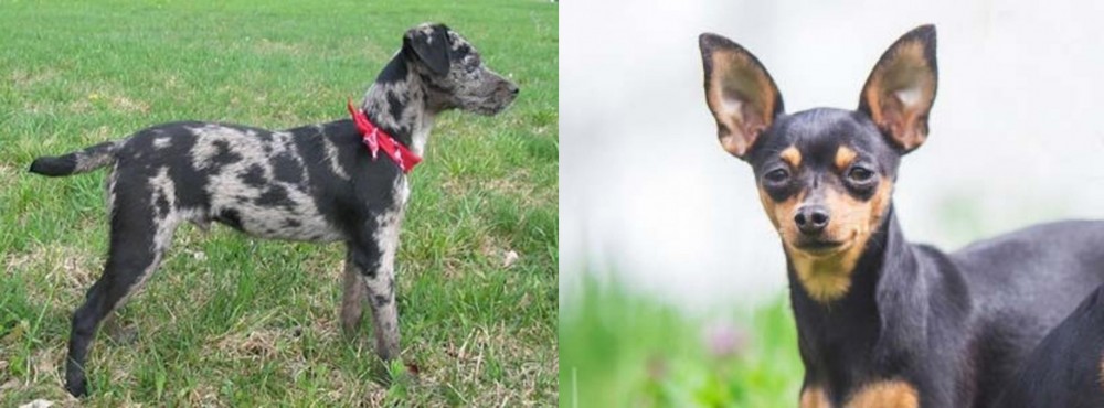 Prazsky Krysarik vs Atlas Terrier - Breed Comparison