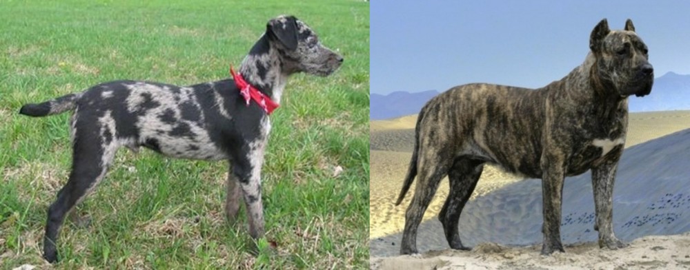 Presa Canario vs Atlas Terrier - Breed Comparison