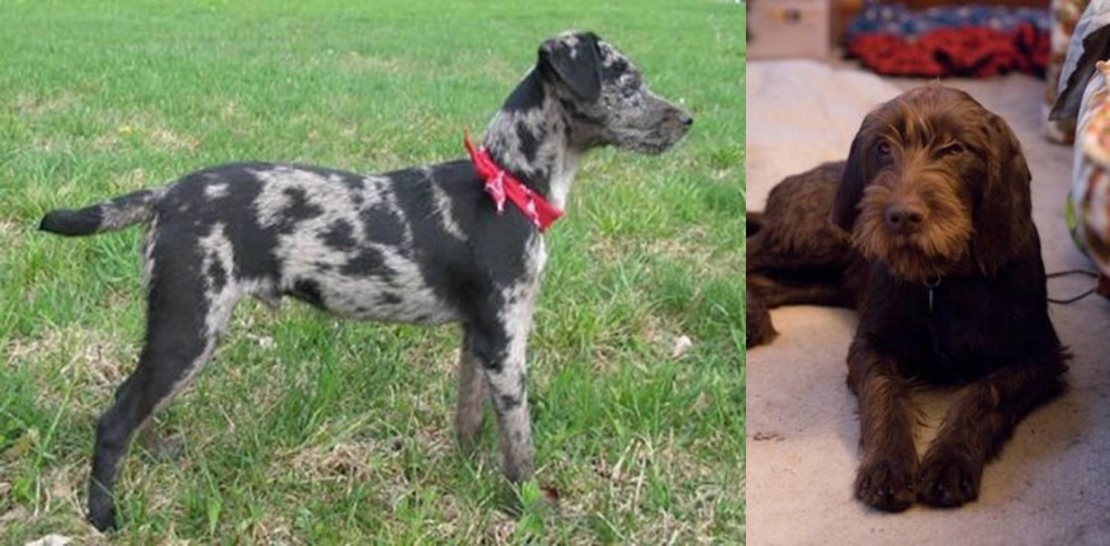 Pudelpointer vs Atlas Terrier - Breed Comparison