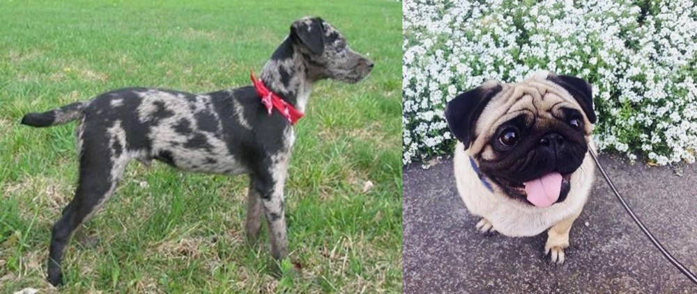 Pug vs Atlas Terrier - Breed Comparison