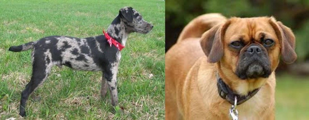 Pugalier vs Atlas Terrier - Breed Comparison