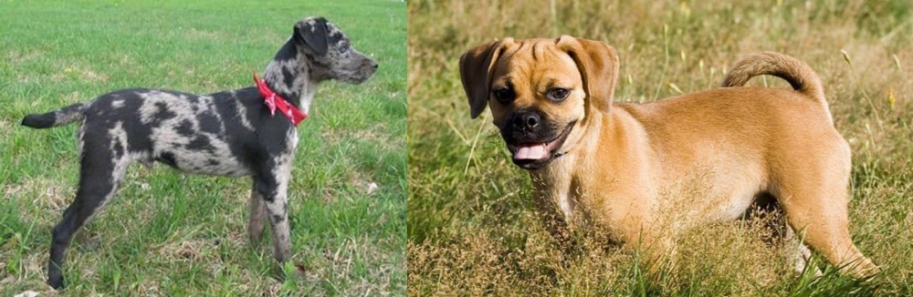 Puggle vs Atlas Terrier - Breed Comparison
