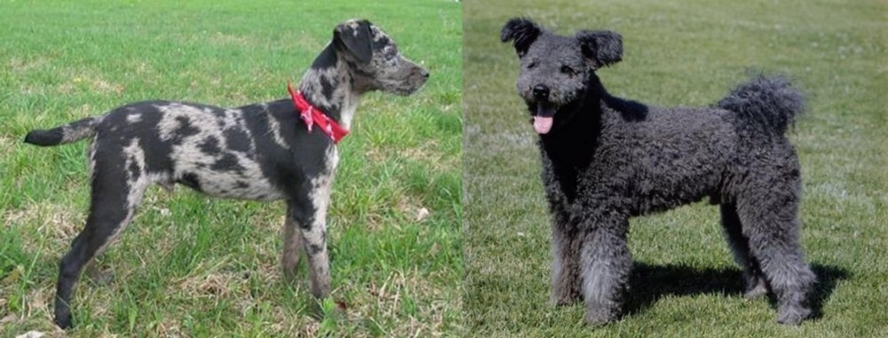 Pumi vs Atlas Terrier - Breed Comparison