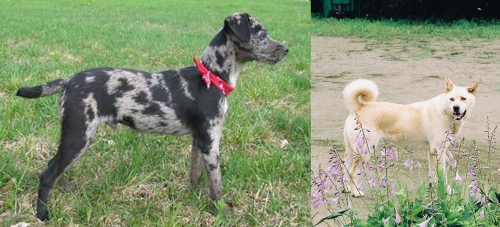 Pungsan Dog vs Atlas Terrier - Breed Comparison