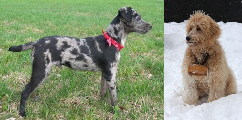 Pyredoodle vs Atlas Terrier - Breed Comparison