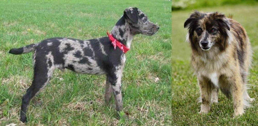 Pyrenean Shepherd vs Atlas Terrier - Breed Comparison