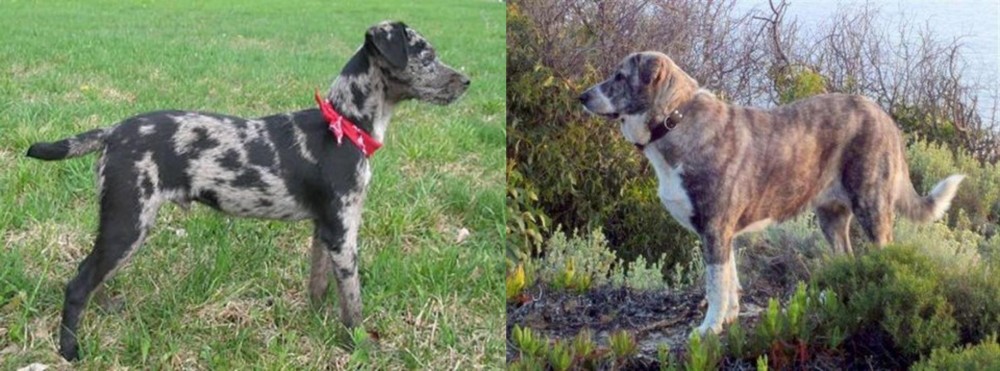 Rafeiro do Alentejo vs Atlas Terrier - Breed Comparison