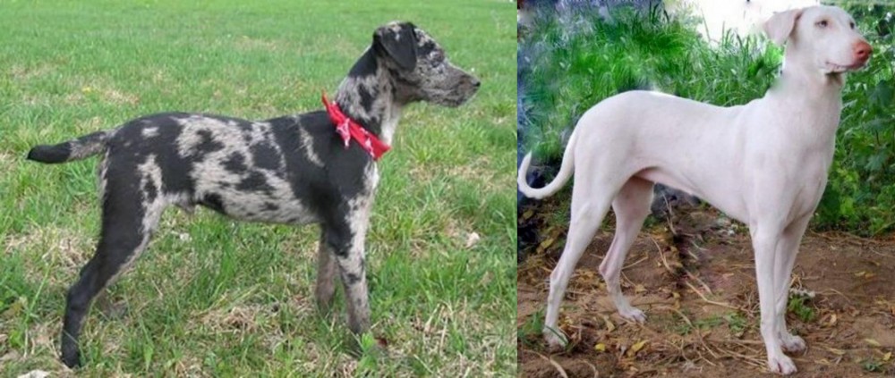Rajapalayam vs Atlas Terrier - Breed Comparison