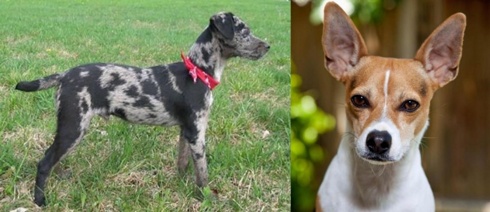 Rat Terrier vs Atlas Terrier - Breed Comparison