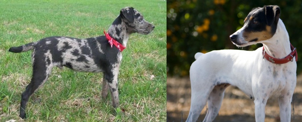 Ratonero Bodeguero Andaluz vs Atlas Terrier - Breed Comparison