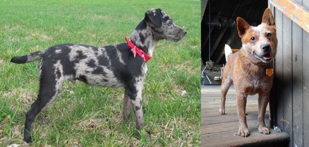 Red Heeler vs Atlas Terrier - Breed Comparison