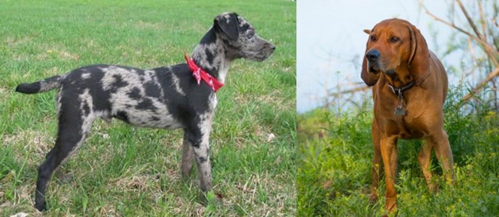 Redbone Coonhound vs Atlas Terrier - Breed Comparison