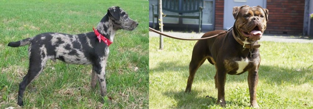 Renascence Bulldogge vs Atlas Terrier - Breed Comparison