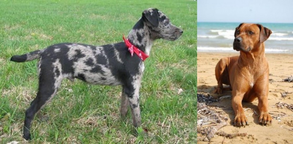 Rhodesian Ridgeback vs Atlas Terrier - Breed Comparison