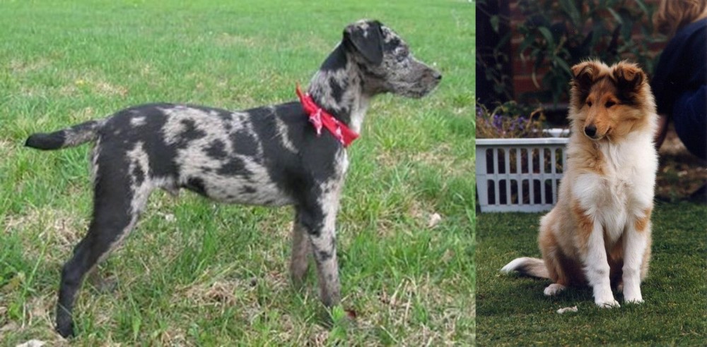 Rough Collie vs Atlas Terrier - Breed Comparison