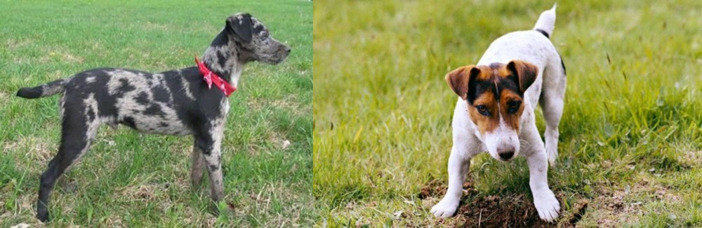 Russell Terrier vs Atlas Terrier - Breed Comparison