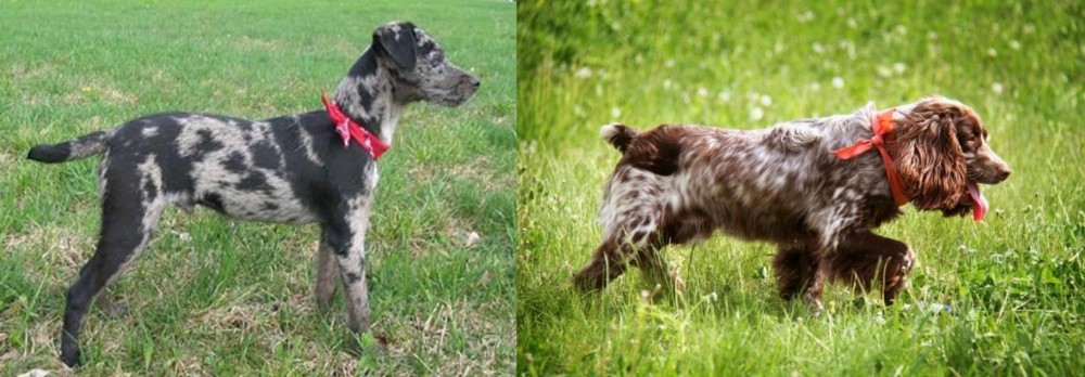 Russian Spaniel vs Atlas Terrier - Breed Comparison