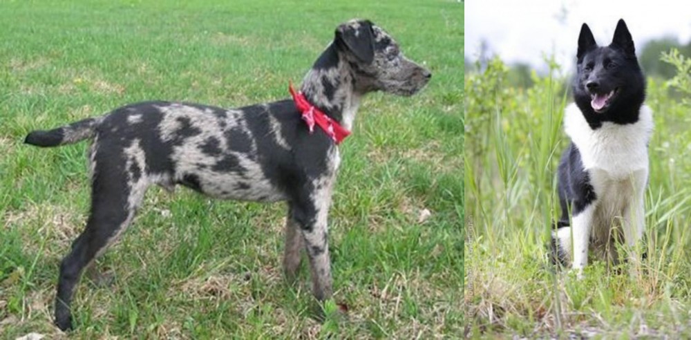 Russo-European Laika vs Atlas Terrier - Breed Comparison