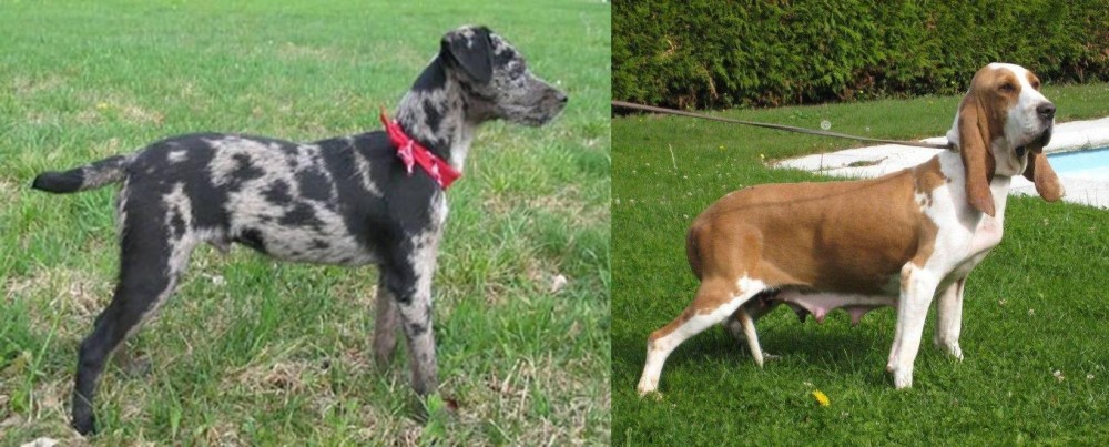 Sabueso Espanol vs Atlas Terrier - Breed Comparison