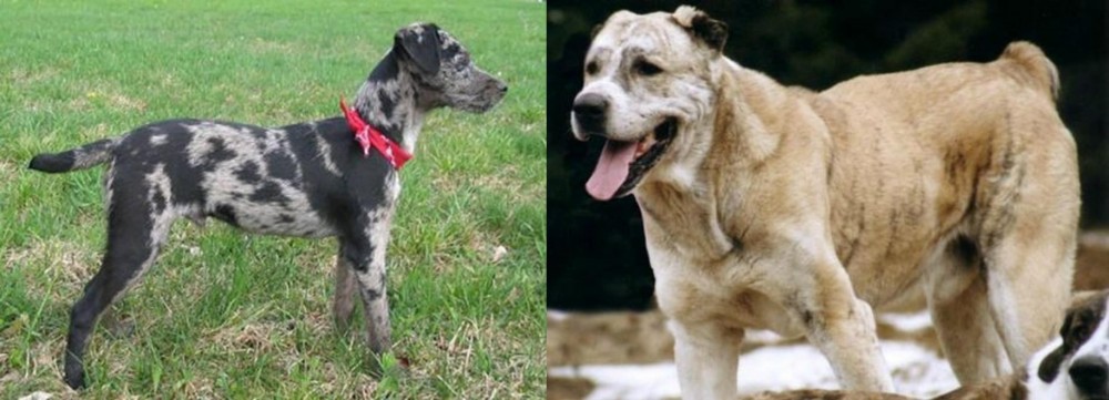 Sage Koochee vs Atlas Terrier - Breed Comparison