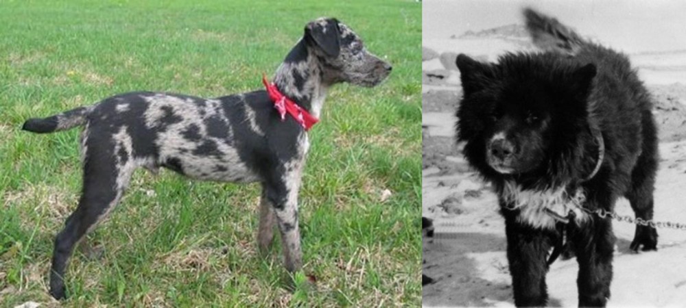 Sakhalin Husky vs Atlas Terrier - Breed Comparison