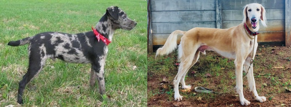Saluki vs Atlas Terrier - Breed Comparison