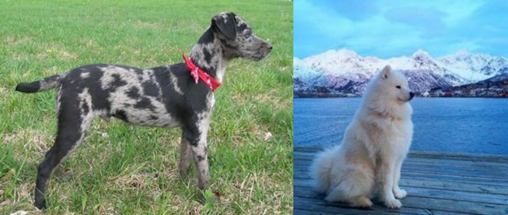 Samoyed vs Atlas Terrier - Breed Comparison