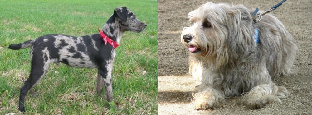 Sapsali vs Atlas Terrier - Breed Comparison