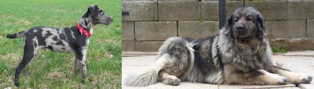 Sarplaninac vs Atlas Terrier - Breed Comparison