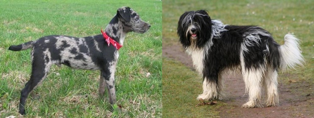 Schapendoes vs Atlas Terrier - Breed Comparison