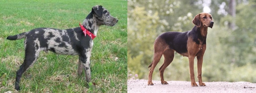 Schillerstovare vs Atlas Terrier - Breed Comparison