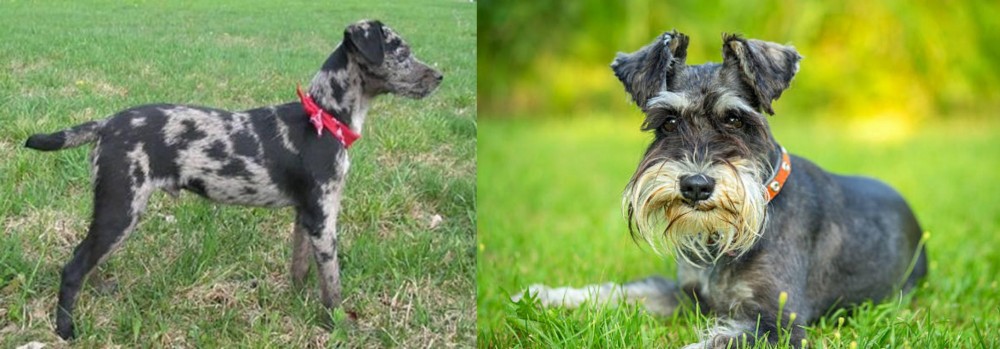 Schnauzer vs Atlas Terrier - Breed Comparison
