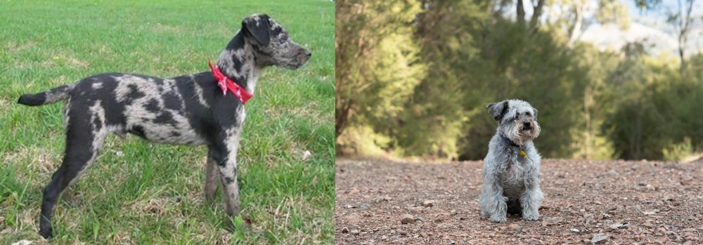 Schnoodle vs Atlas Terrier - Breed Comparison