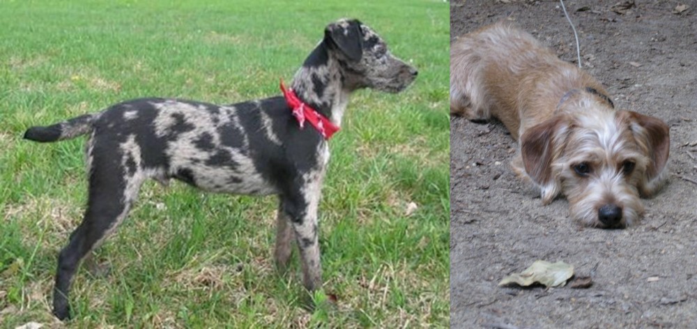 Schweenie vs Atlas Terrier - Breed Comparison