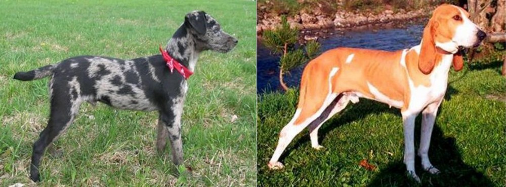 Schweizer Laufhund vs Atlas Terrier - Breed Comparison
