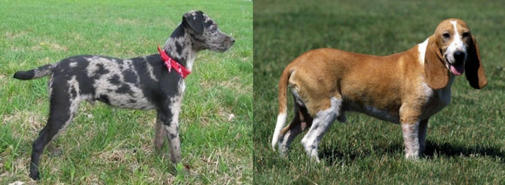 Schweizer Niederlaufhund vs Atlas Terrier - Breed Comparison
