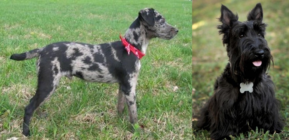 Scoland Terrier vs Atlas Terrier - Breed Comparison
