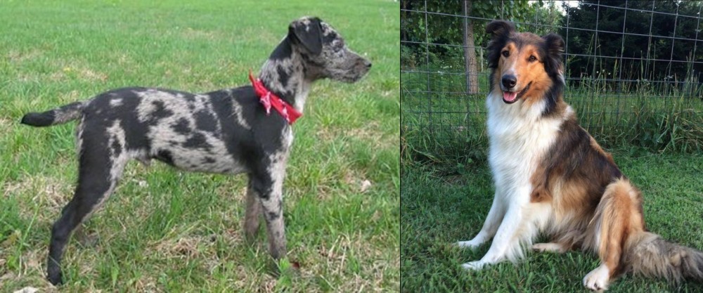 Scotch Collie vs Atlas Terrier - Breed Comparison