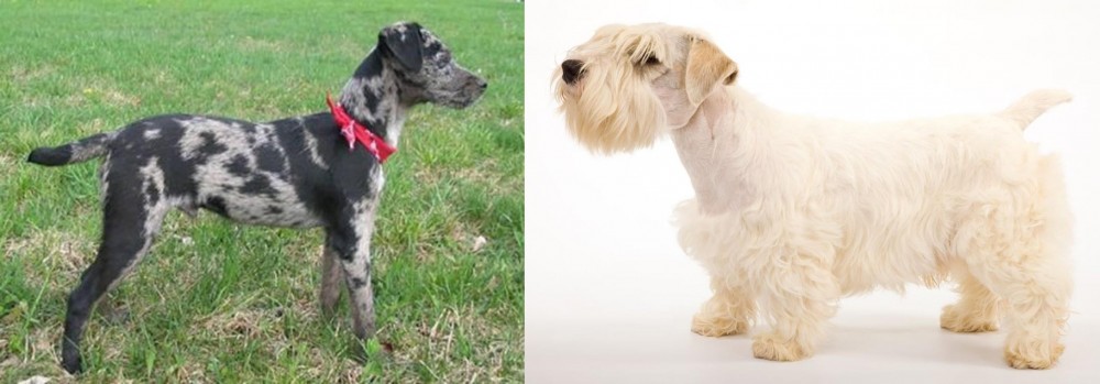 Sealyham Terrier vs Atlas Terrier - Breed Comparison