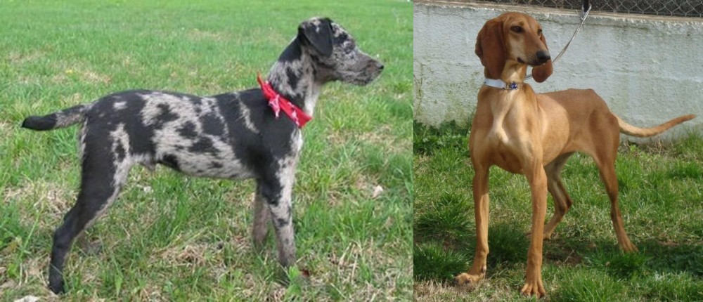 Segugio Italiano vs Atlas Terrier - Breed Comparison