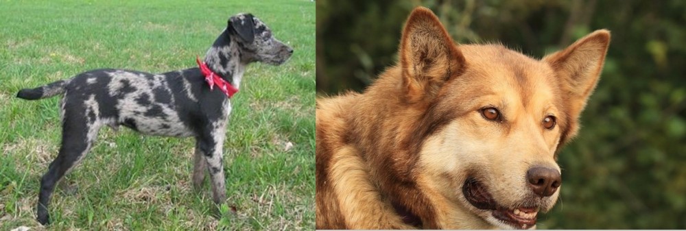 Seppala Siberian Sleddog vs Atlas Terrier - Breed Comparison