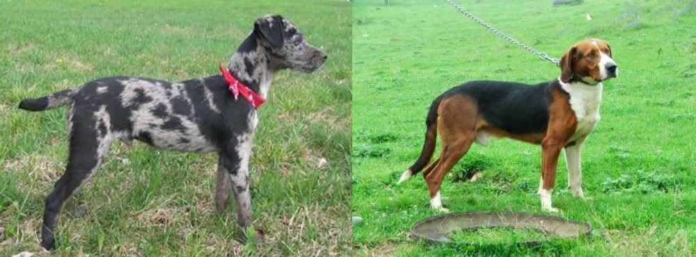 Serbian Tricolour Hound vs Atlas Terrier - Breed Comparison